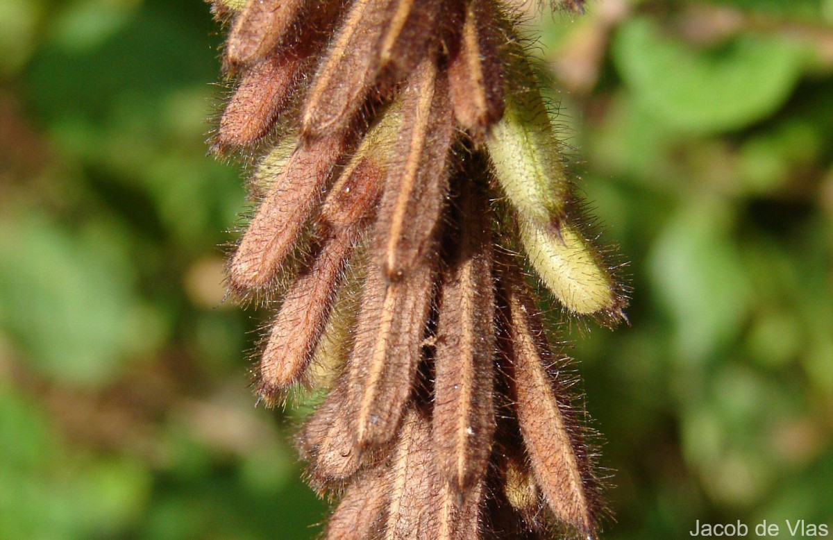 Indigofera hirsuta L.